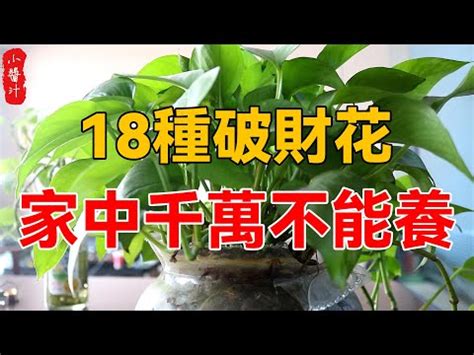 九重葛风水|【八房九重葛風水】八房九重葛毀運勢！植物風水禁忌大公開